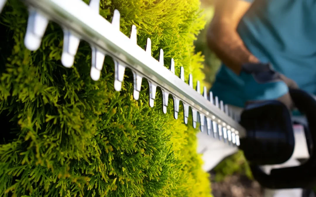 Der richtige Zeitpunkt für den Heckenschnitt