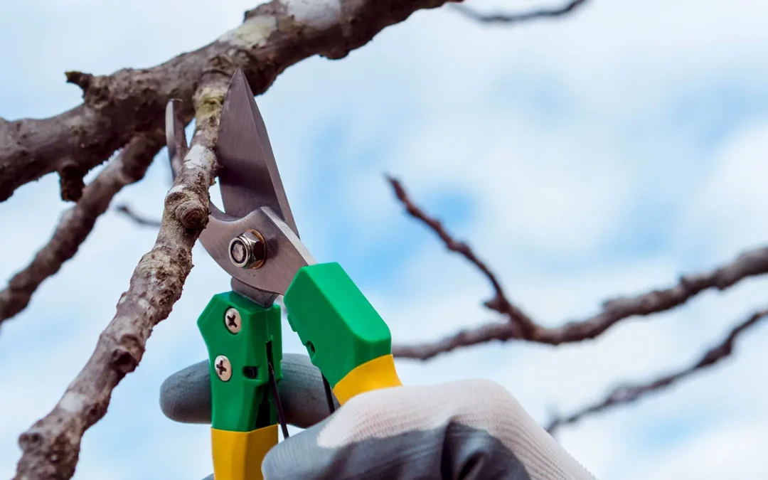 Obstbaumschnitt im Herbst