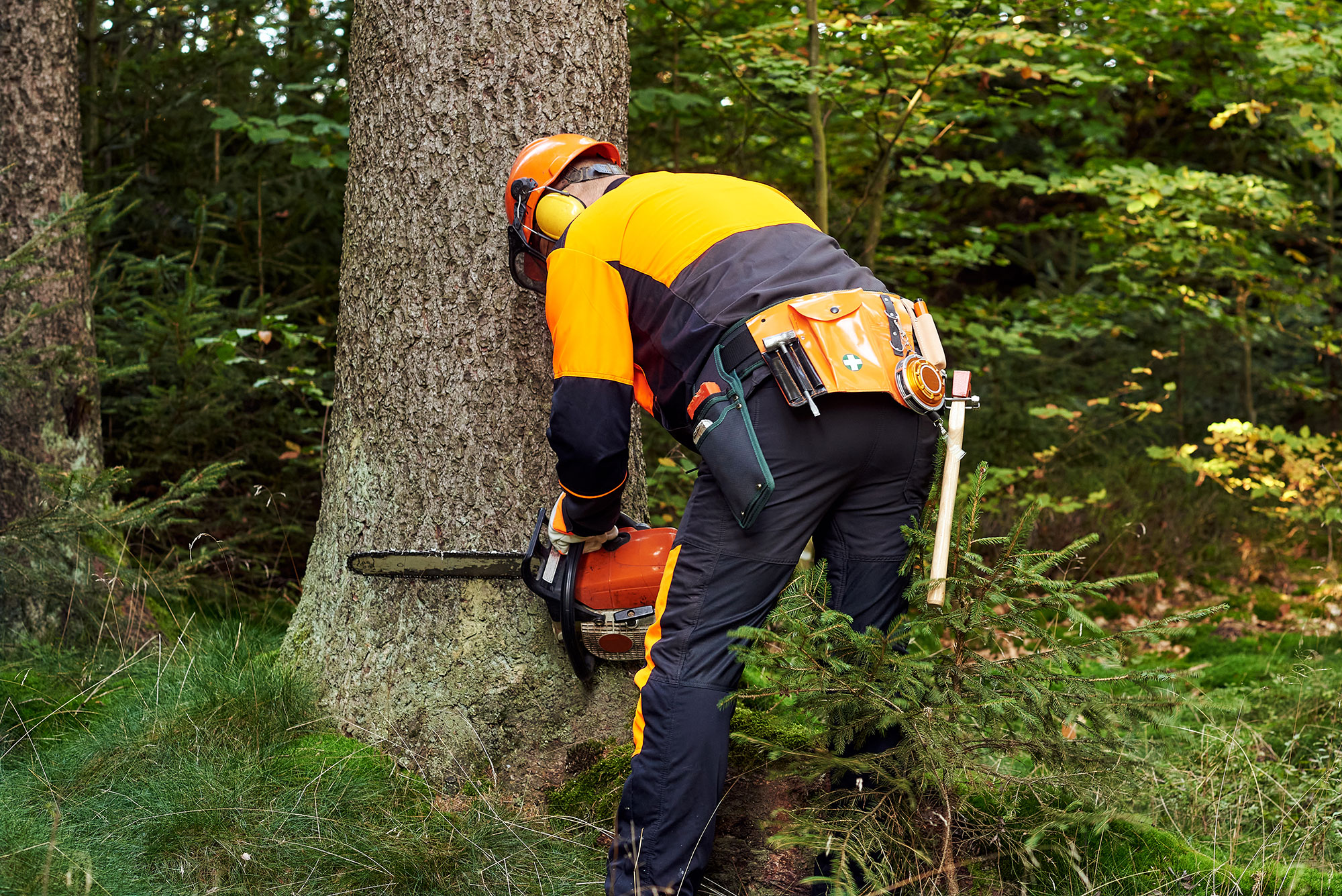 Baumpflege leicht gemacht - Bäume richtig schneiden - Baum fällen