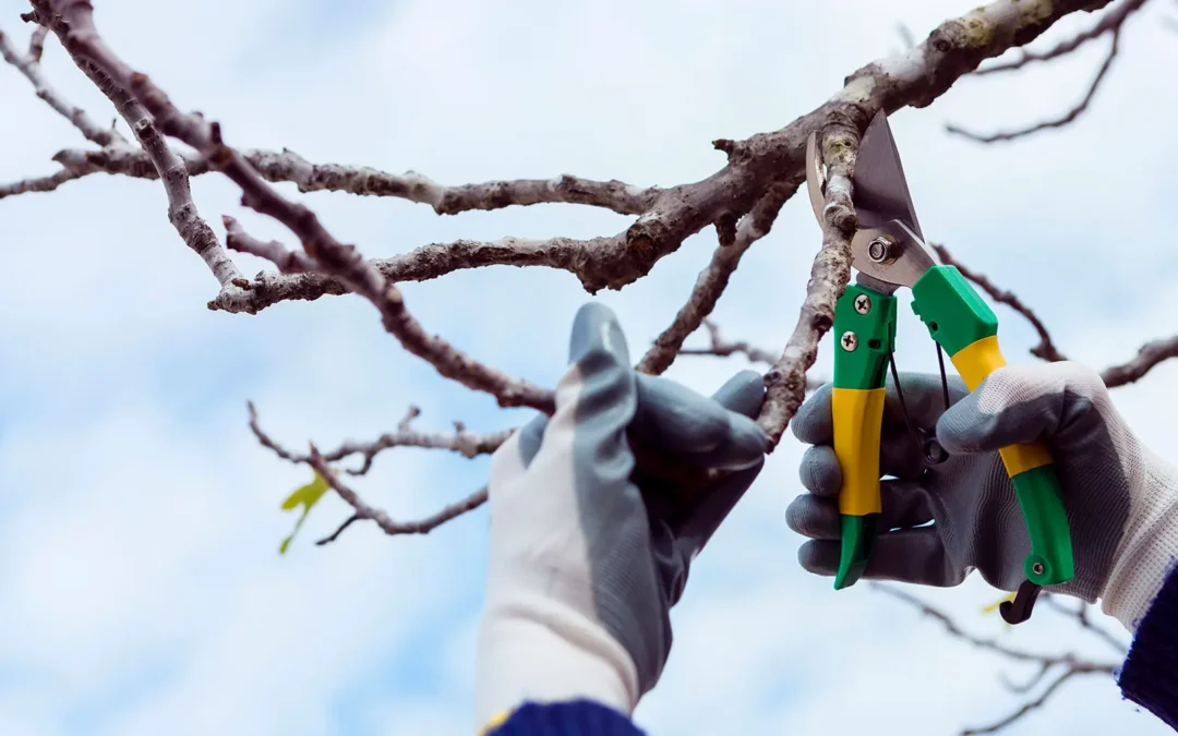 Baumpflege – Bäume richtig schneiden