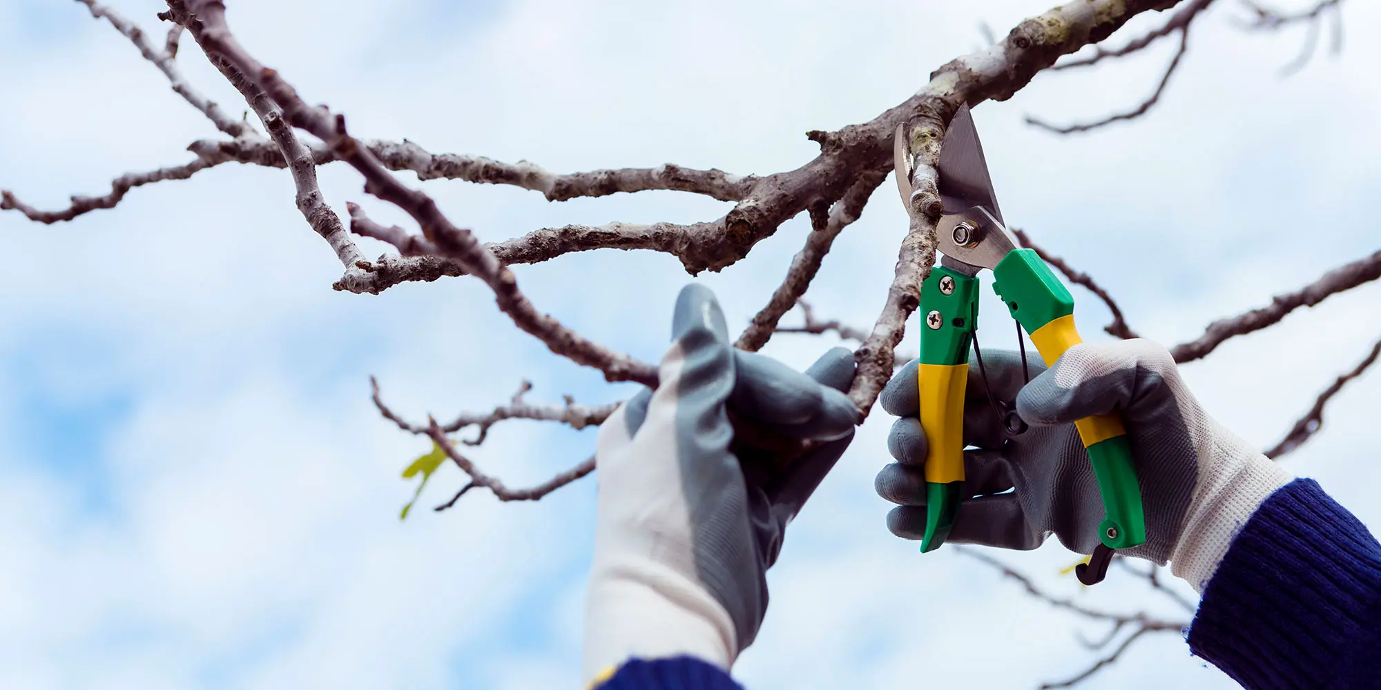 Baumpflege leicht gemacht - Bäume richtig schneiden - Äste mit Schere schneiden