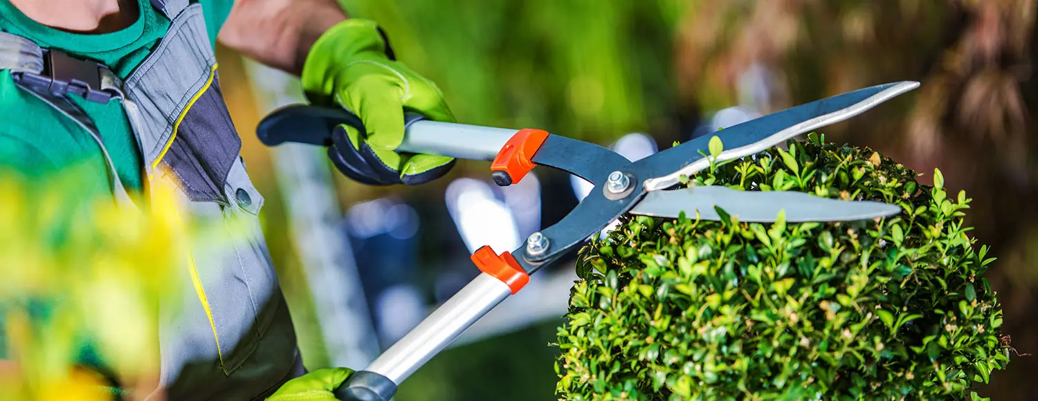 Hausmeisterservice Neustadt bei Coburg - Grünanlagenpflege - Büsche schneiden mit Gartenschere