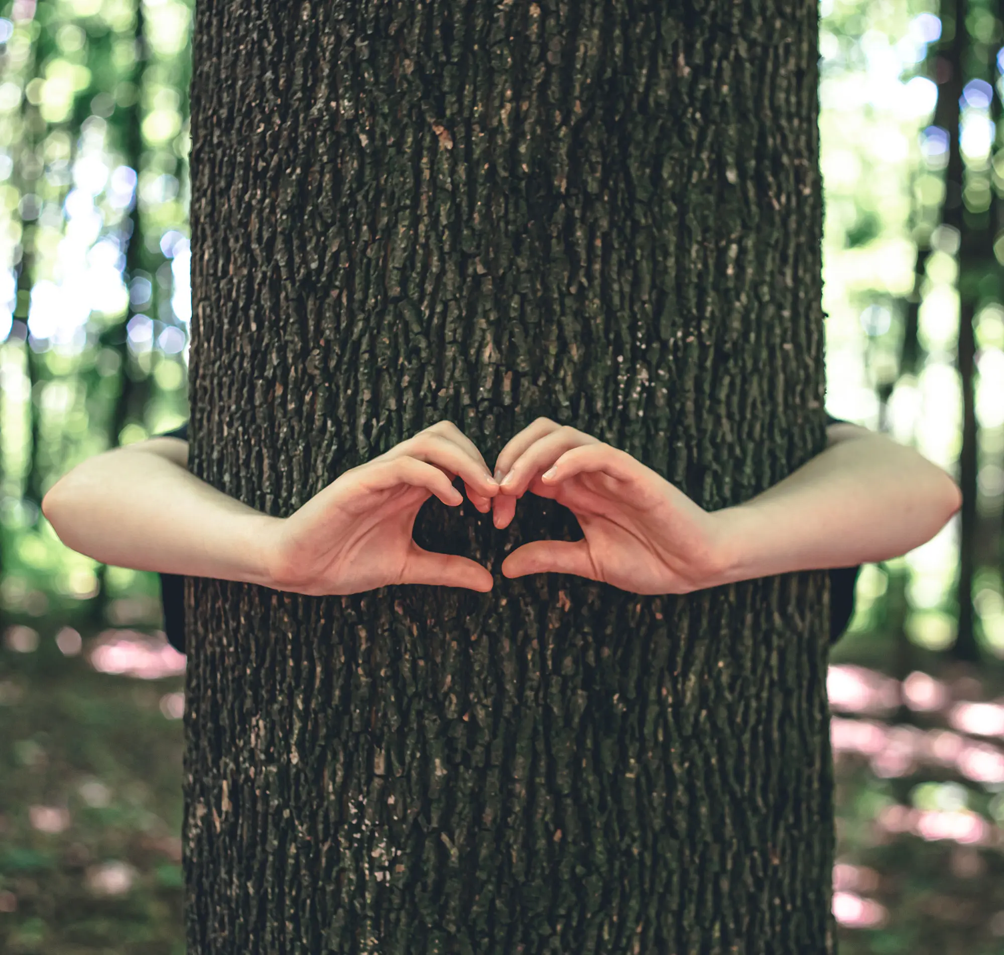 Baumpflege leicht gemacht - Bäume richtig schneiden - Baum mit Händen zu einem Herz geformt