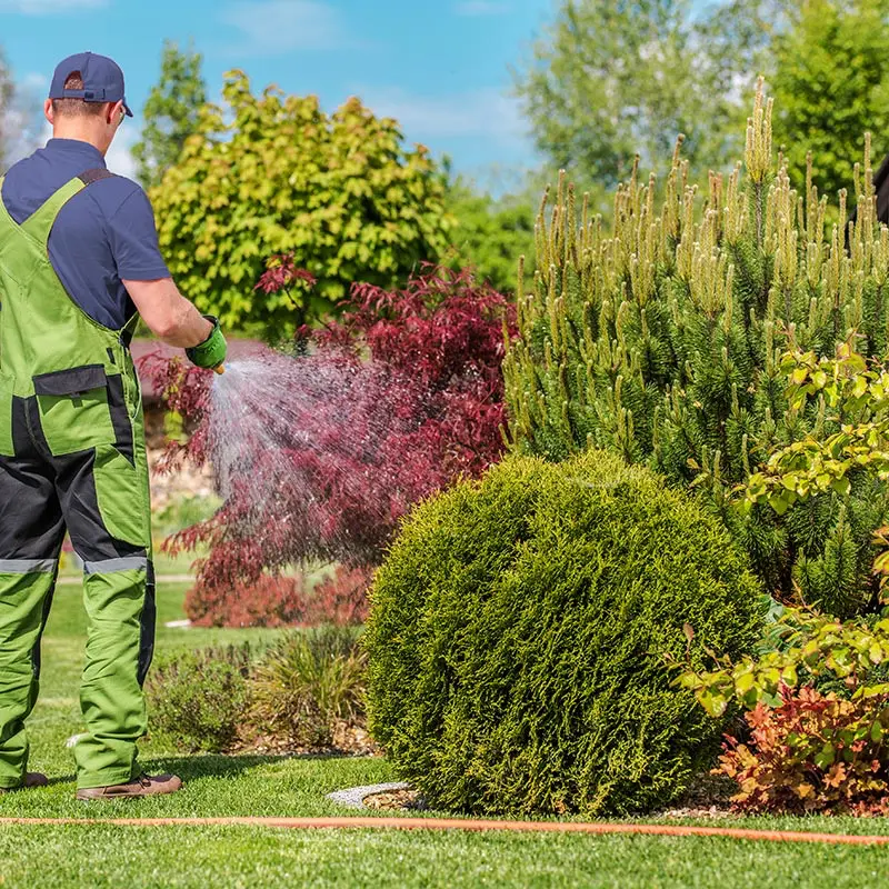 Richtig gießen im Sommer - Mann gießt Sträucher im Garten mit dem Schlauch