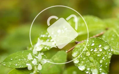 Richtig gießen im Sommer