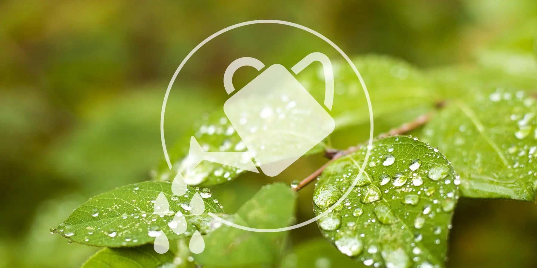 Richtig gießen im Sommer - Blätter mit Wassertropfen mit einem Symbol Gießkanne