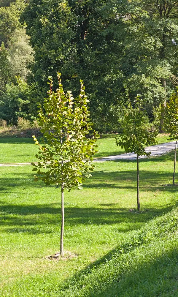Richtig gießen im Sommer - Junge Bäume in einer Parkanlage