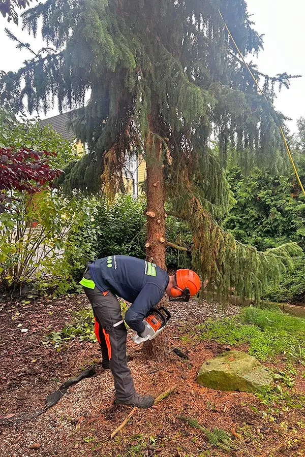 Ein Baum wird gefällt - Gartenplfege Lichtenfels