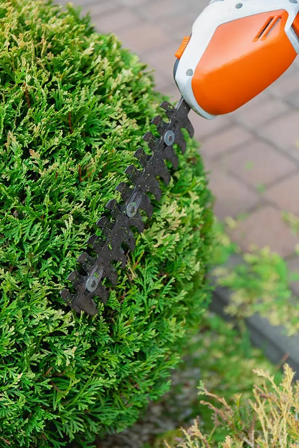 Hecke schneiden - Gartenpflege Lichtenfels